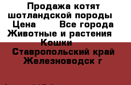 Продажа котят шотландской породы › Цена ­ - - Все города Животные и растения » Кошки   . Ставропольский край,Железноводск г.